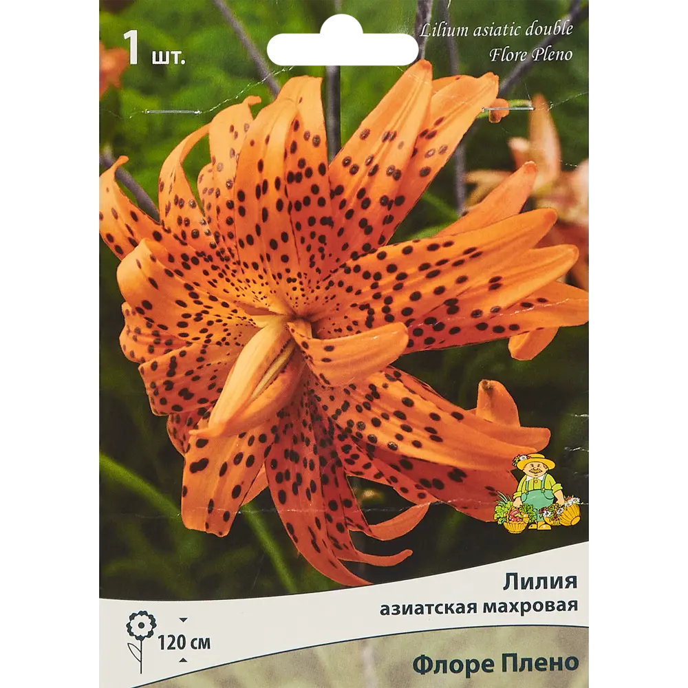 ПОИСК Лилия азиатская махровая Флоре Плено Кап - оранжево-черное чудо 85205790 STLM-1573841