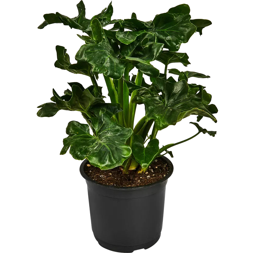 Филодендрон Атом от Santreyd — изысканное комнатное растение 88876070 STLM-0820354 - Вид №1