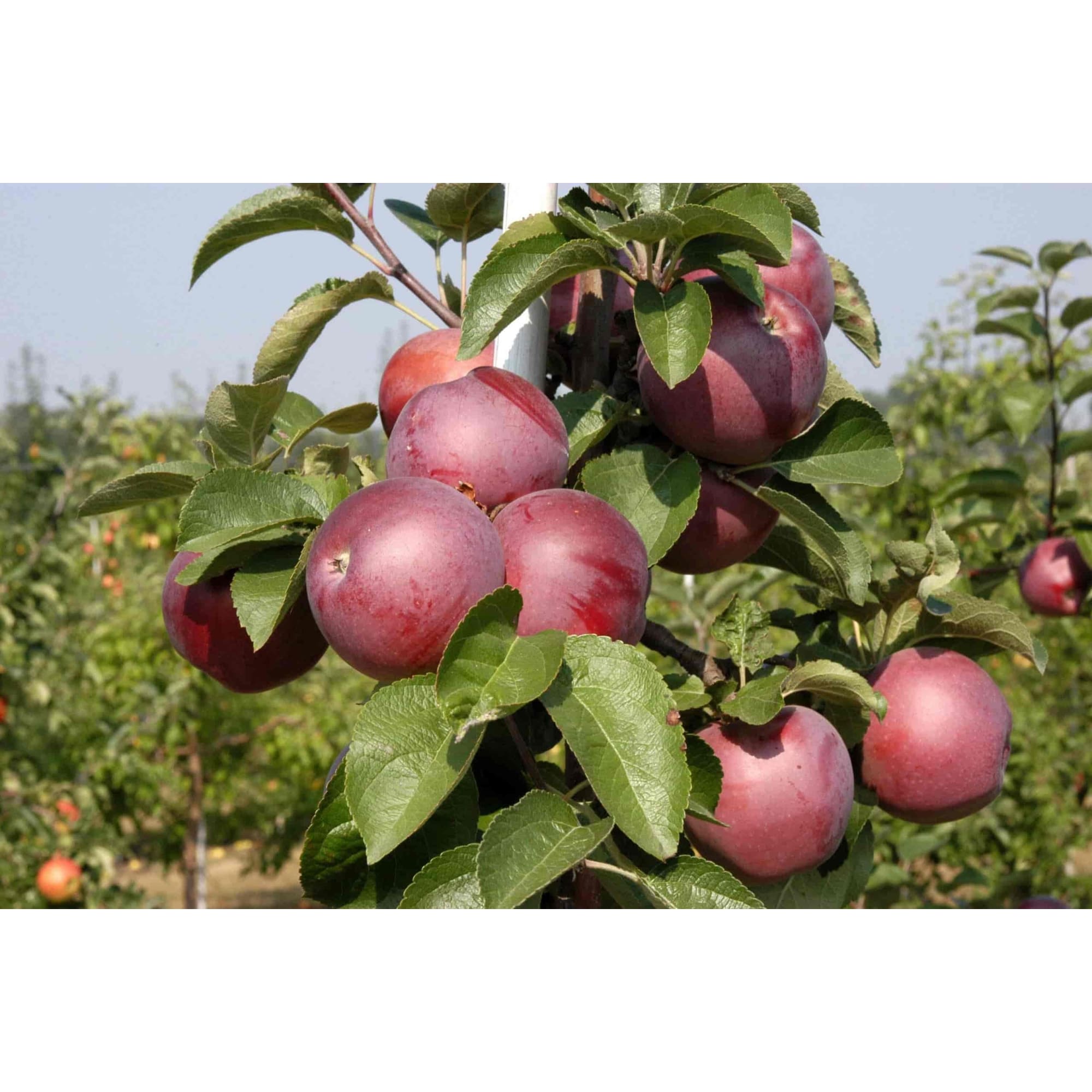 85325545 Яблоня Спартан подвой 54-118 ø25 h100 см Santreyd 