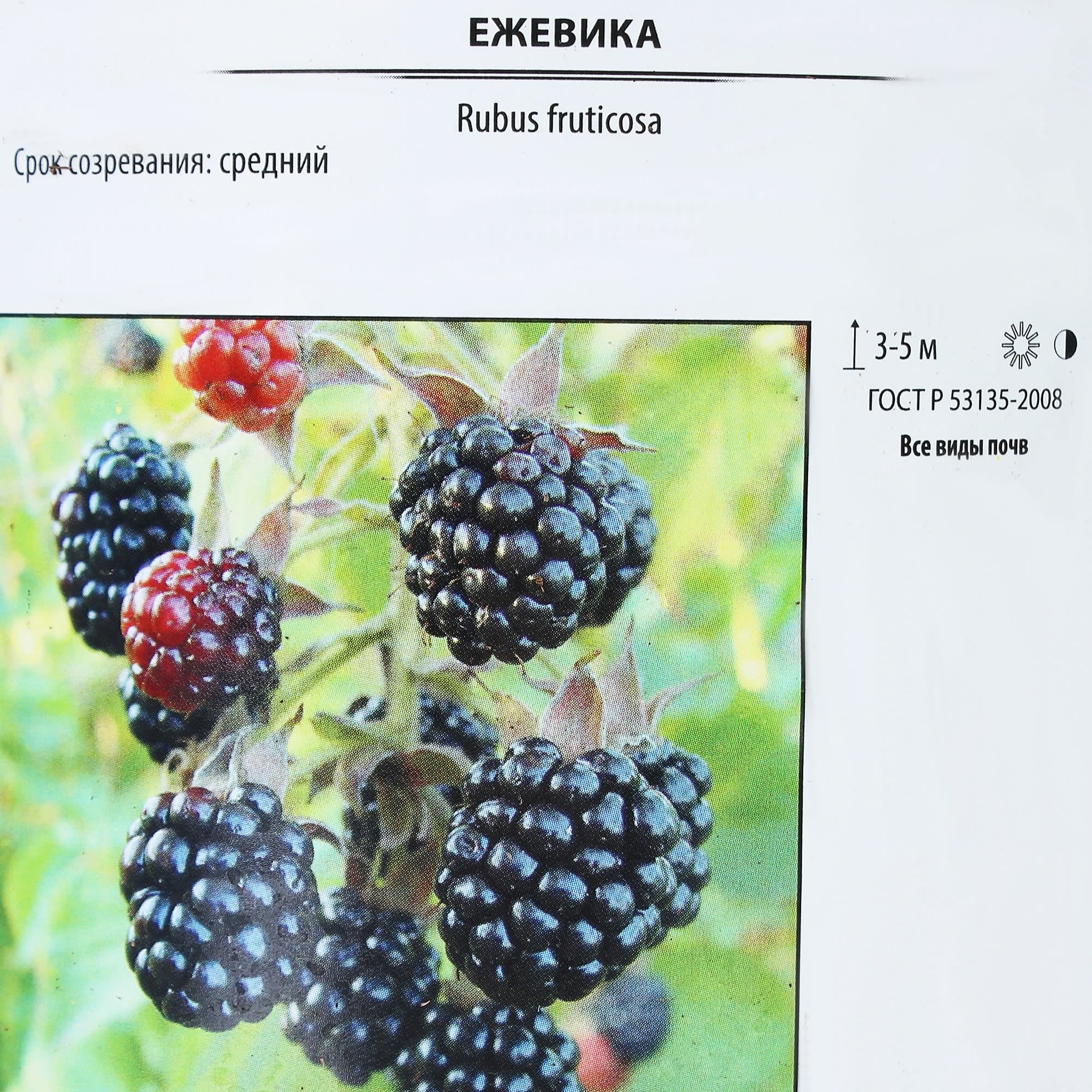 81969632 Ежевика «Навахо», контейнер 2 л Santreyd  - Вид №1