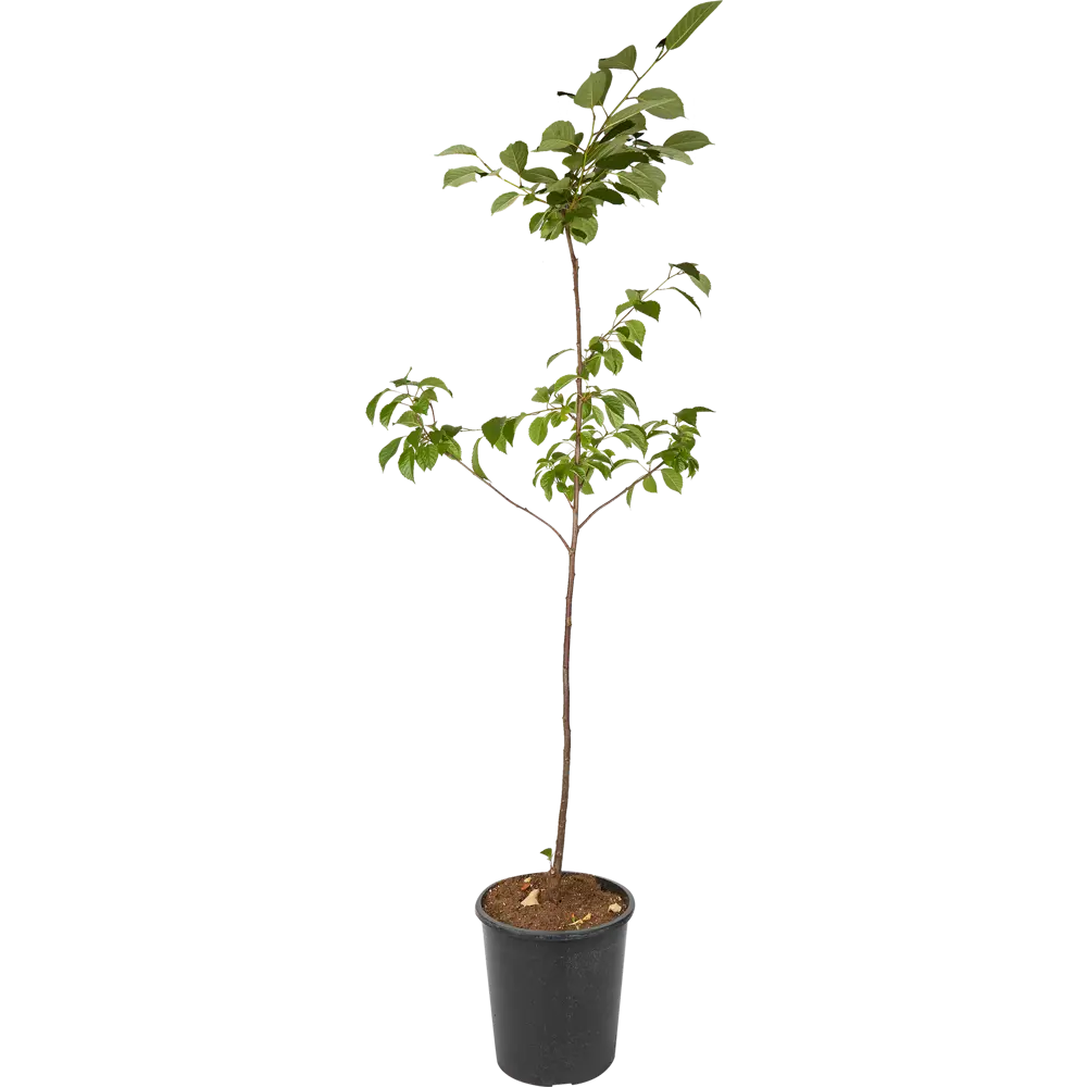 Santreyd Вишневое дерево-сад микс - многосортовой саженец с разными плодами 85325502 STLM-0061599 - Вид №1