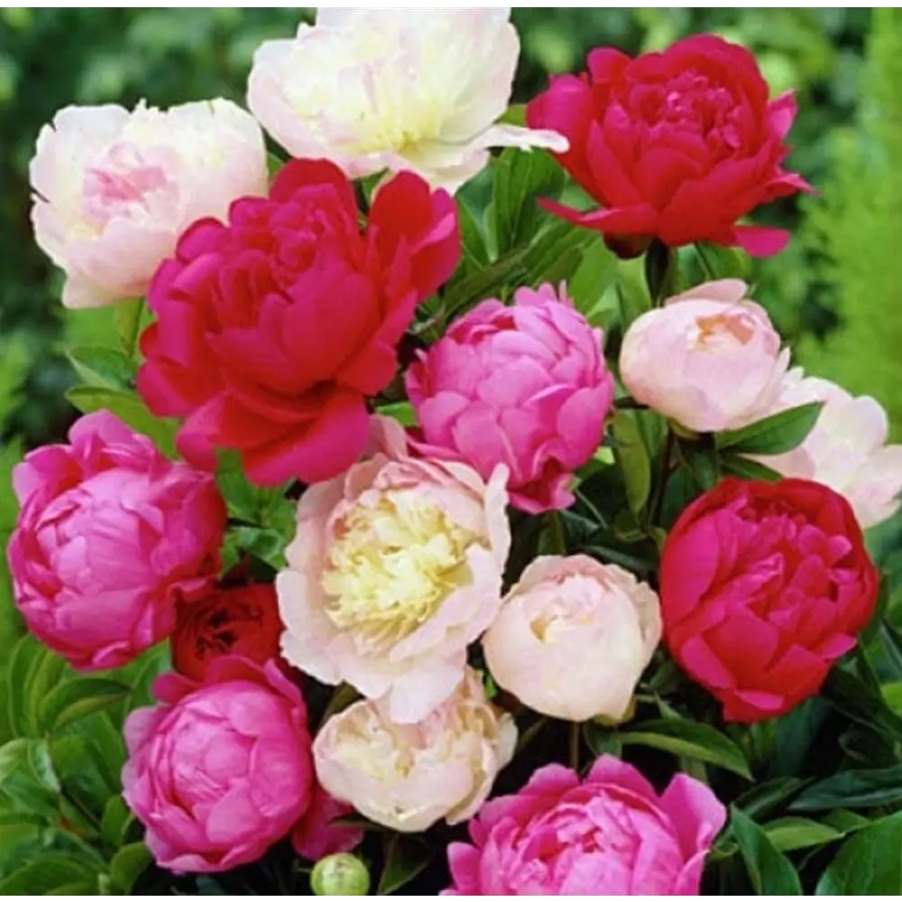 Пион травянистый микс Santreyd - многолетний садовый цветок 89370740