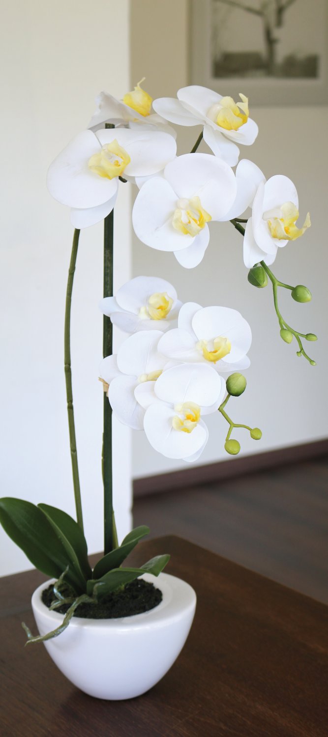 2606 778 a3 Искусственная орхидея Phalaenopsis, 55см, в горшке, real touch soft, кремово-белая H-andreas  - Вид №4