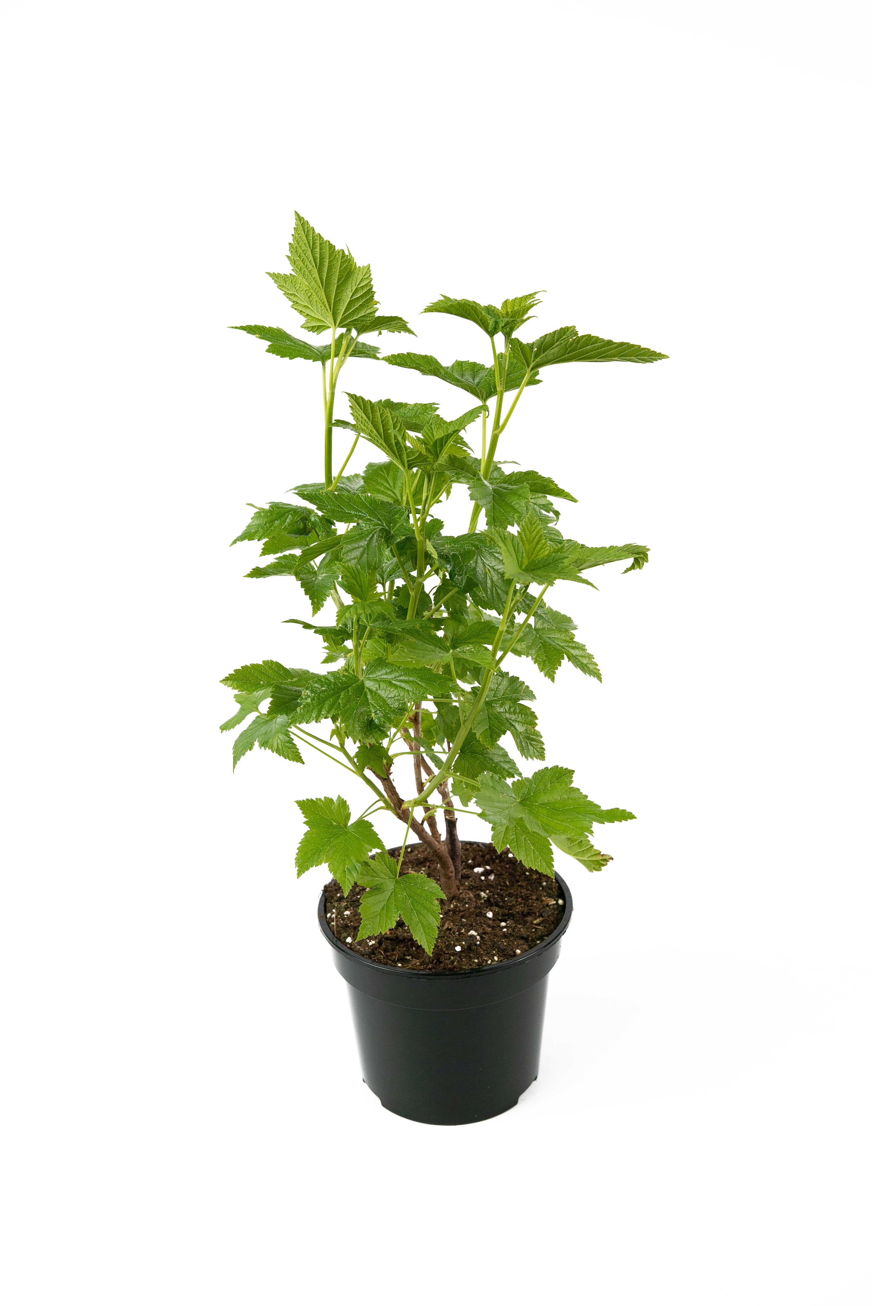 Саженец смородины черной Селеченская-2 84841707 Santreyd STLM-0055931 - Вид №1