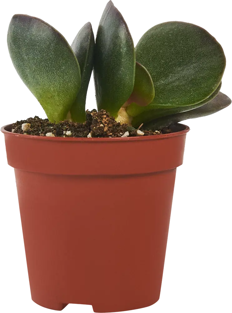 Адромискус Santreyd - суккулент с декоративными листьями 87819704