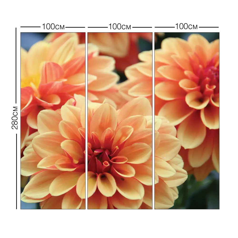 Фотообои 3D Flizart «Оранжевые георгины», флизелиновые, 300x280 см 82363633 STLM-2158105 FBRUSH - Вид №3