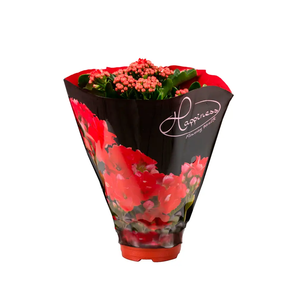 Каланхоэ Тендер Серенити микс ø10.5 h23 см 89455221 STLM-2152109 Santreyd 
