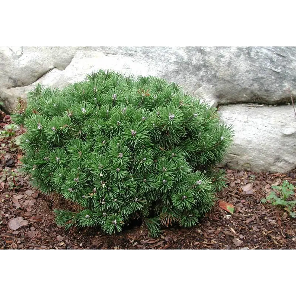 Сосна горная Мугус Santreyd - вечнозеленый хвойный акцент для сада 87718656 STLM-0953308