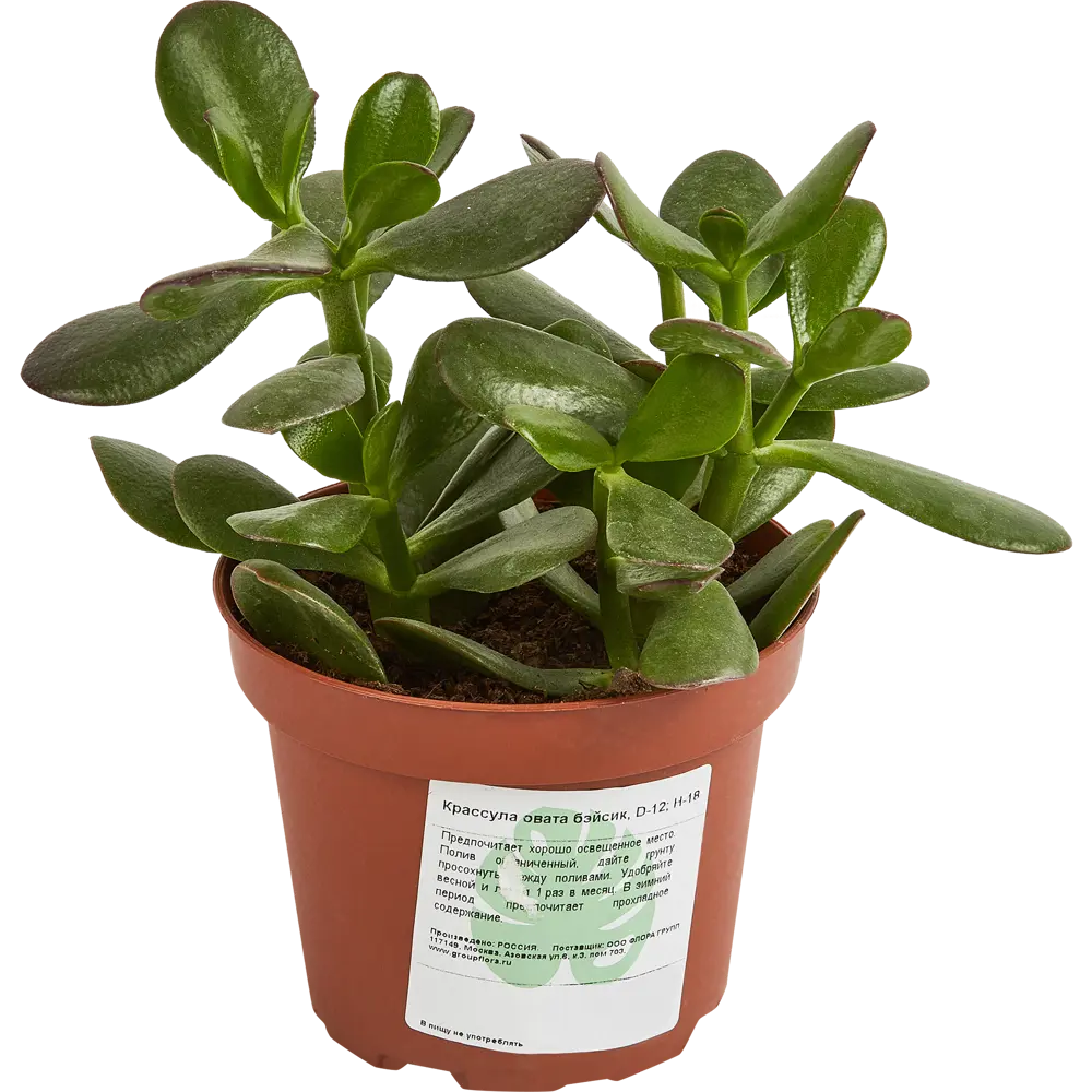 Santreyd Крассула Овата Бэйсик — элегантный суккулент для вашего интерьера 87890505 STLM-0076014 - Вид №1