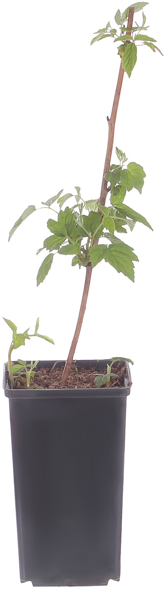 Саженец малины Бриллиантовая С2 h40 81954930