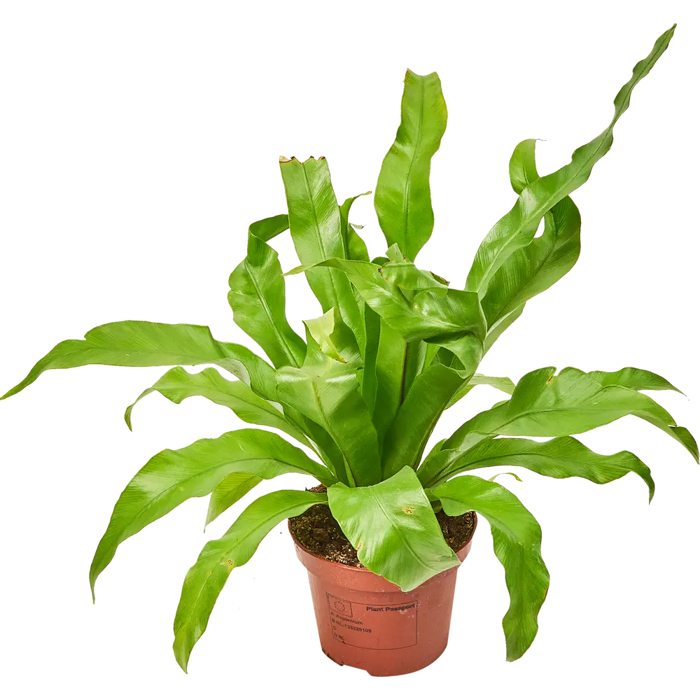 Santreyd Асплениум микс — изящный комнатный папоротник для вашего интерьера 85062753 STLM-0058090 - Вид №1