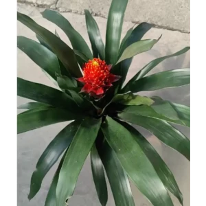 Гузмания Факел ø13 h45 см