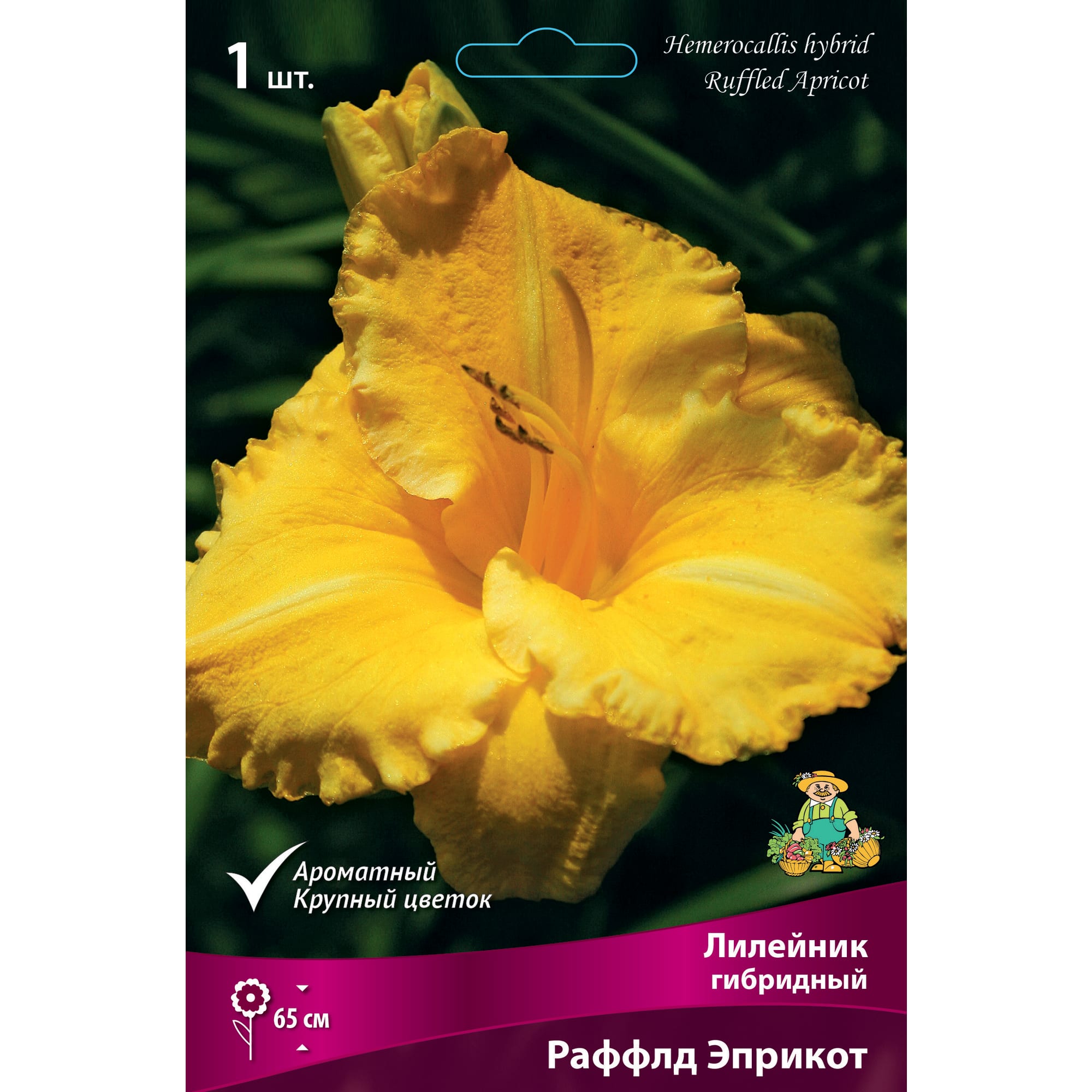 88295007 Лилейник гибридный Раффлд эприкот луковица I Santreyd 