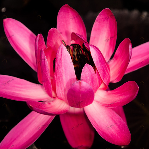 C1-382 Фотообои DIVINO Collection C 2.38х3 м C1382