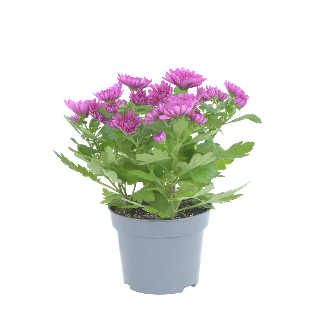 Santreyd Хризантема кустовая для садового декора ø21 h25 см 89392094 STLM-1421661