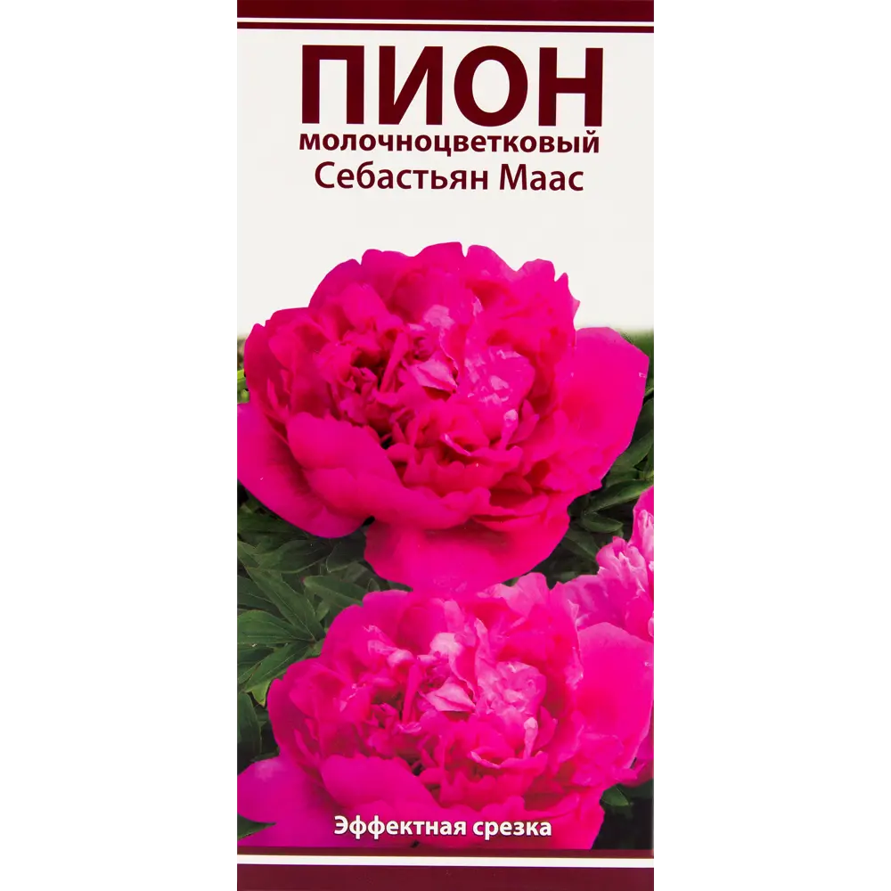 Пион молочноцветковый «Себастьян Маас», размер луковицы I 82319610 STLM-2030826 Santreyd 
