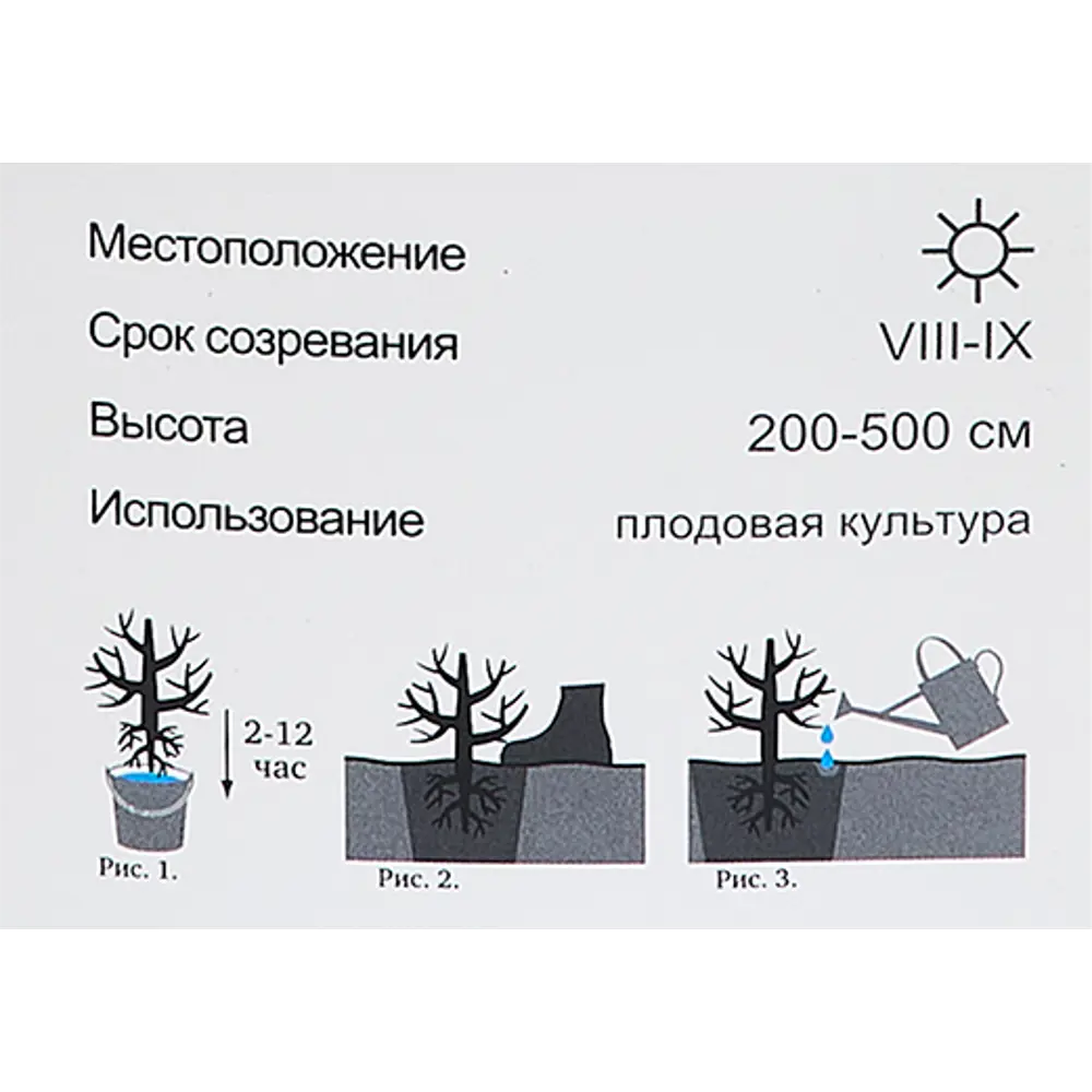 Облепиха Жемчужница h40 см 86543960 STLM-2097384 Santreyd  - Вид №4