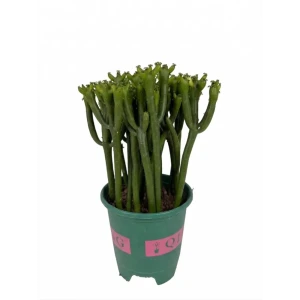 Эуфорбия Тирукалли ø14 h25 см