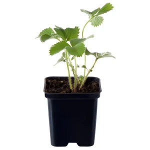 Земляника ремонтантная h17 см