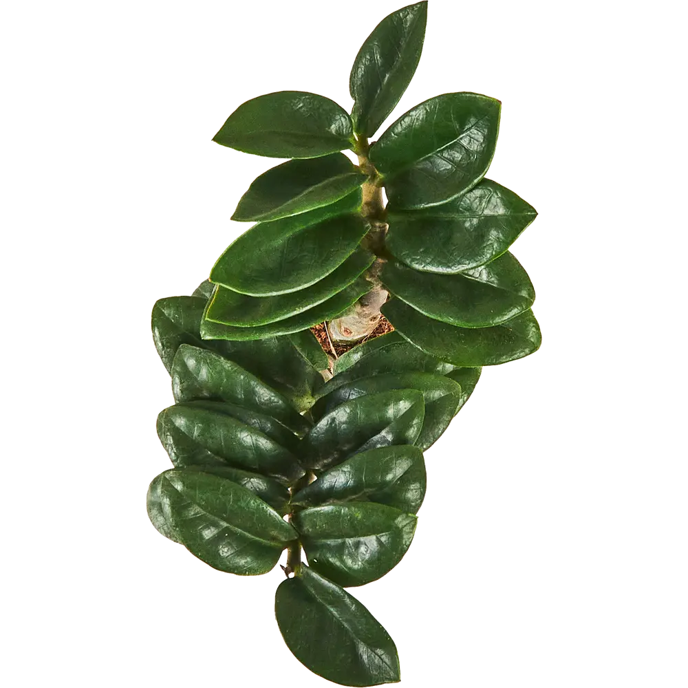 Замиокулькас Зензи от Santreyd — миниатюрное украшение интерьера 87819673 STLM-0949463 - Вид №1