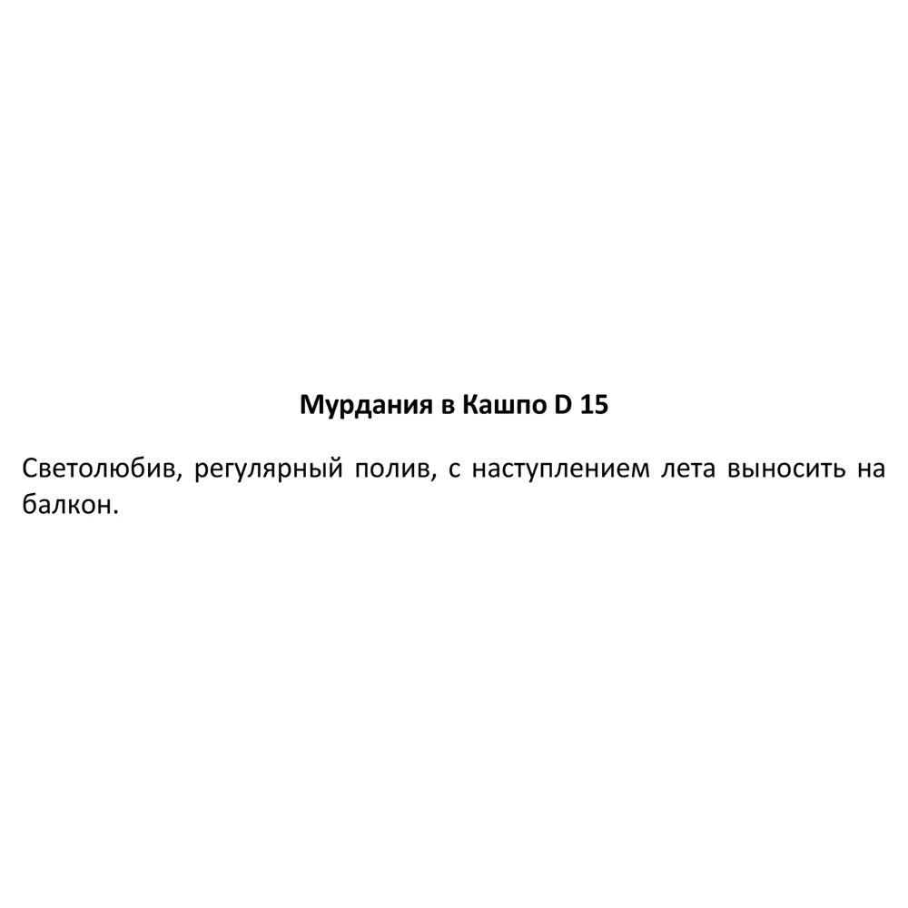 Santreyd Мурдания в подвесном кашпо с серебристыми листьями 89338384 STLM-1359363 - Вид №3