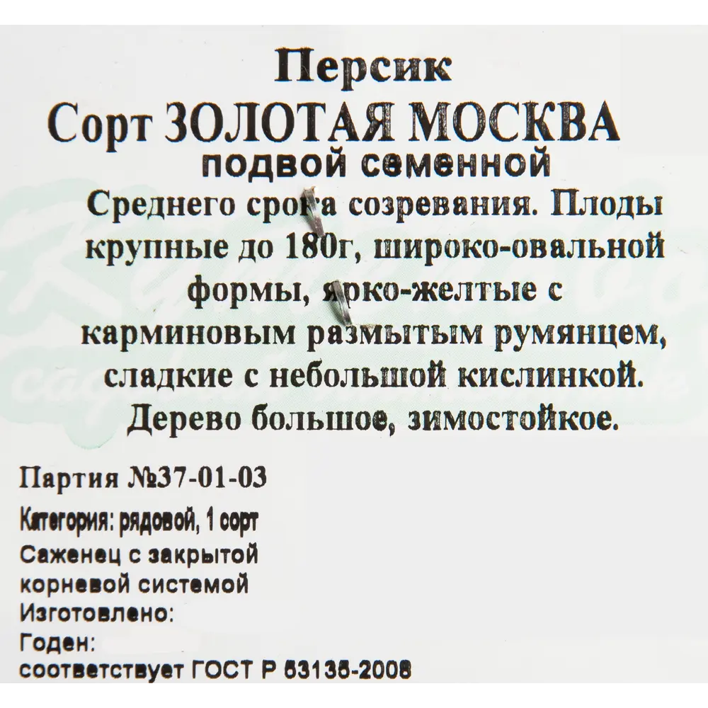 Персик «Золотая Москва» C7 высота 160 см 82597115 STLM-2034969 Santreyd  - Вид №1