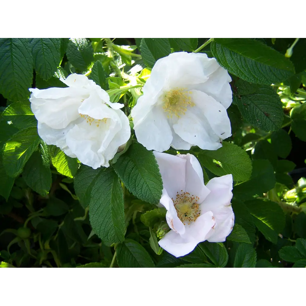 Роза морщинистая Альба ø15 h55 см 84827423 STLM-2034448 PLANTMARKET 