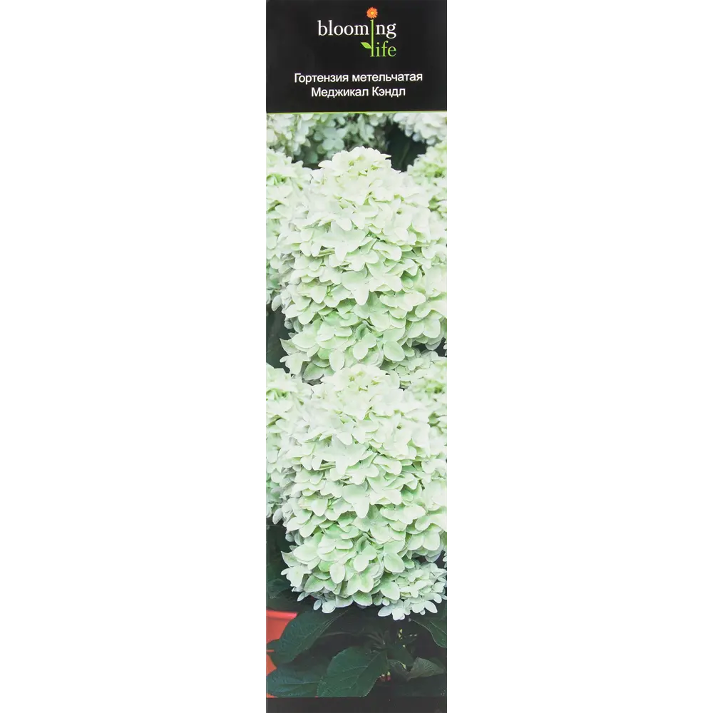 Гортензия метельчатая Меджикал Кэндл в тубе 82539523 STLM-2211583 BLOOMING LIFE 
