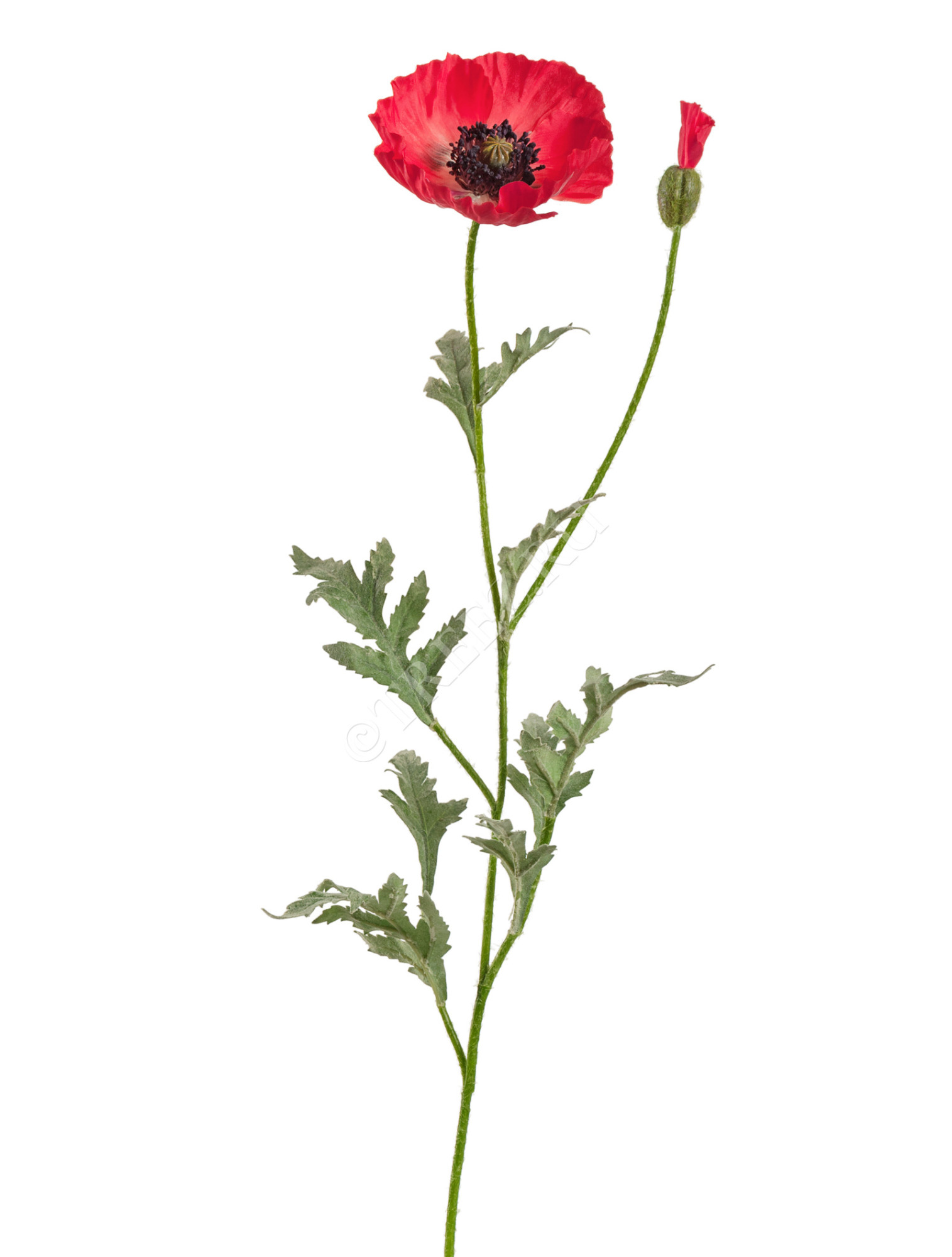 30.03110115SR Мак восточный алый Цветочная коллекция 