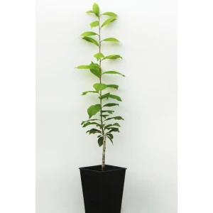 Слива «Шершневская» 1 год 12.5x30-50 см 82610457 STLM-2209388