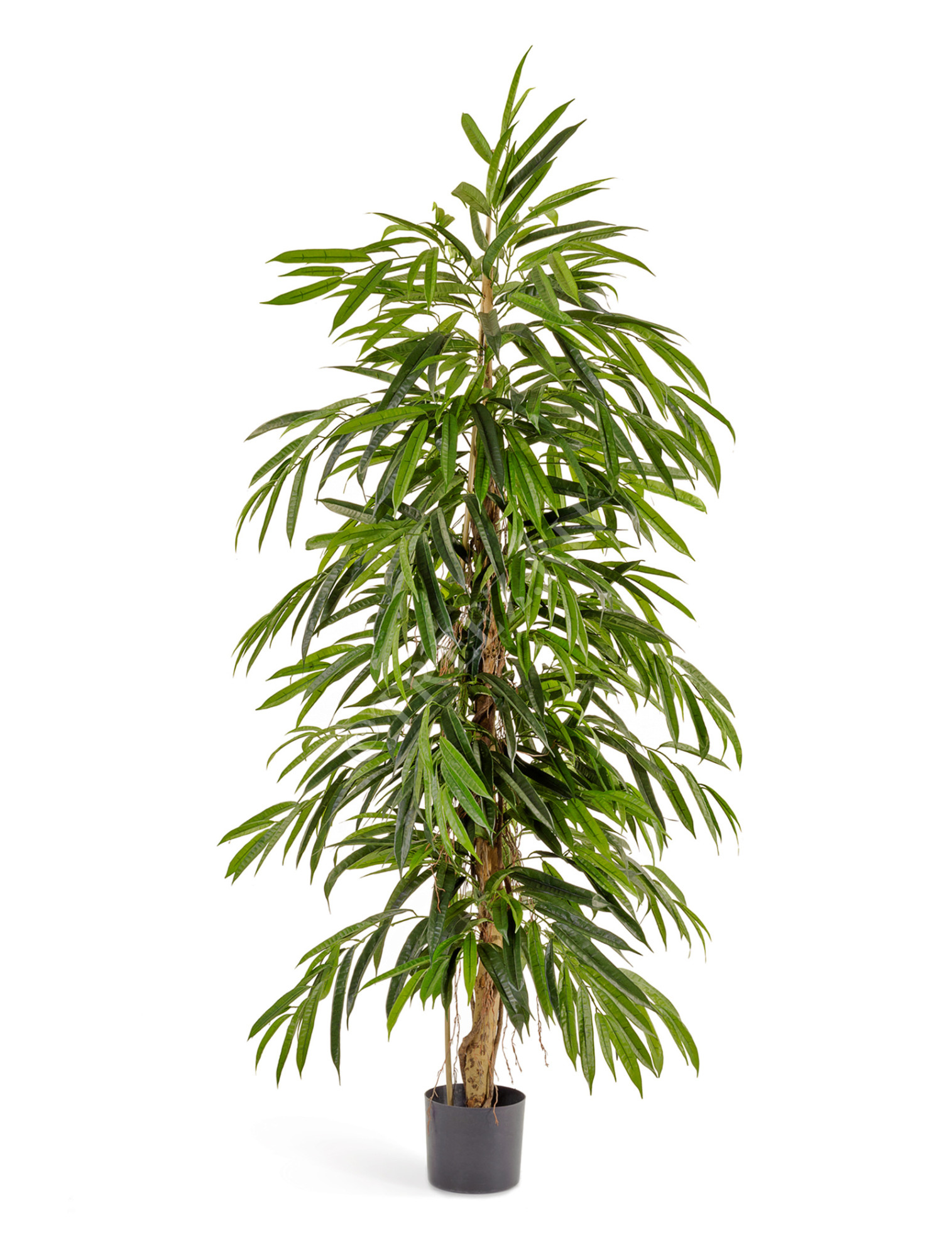 10.35805N Лонгифолия узколистная Де Люкс Цветочная коллекция 