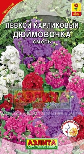 Левкой карликовый Дюймовочка Santreyd - ароматные махровые соцветия 13906258 STLM-0003971
