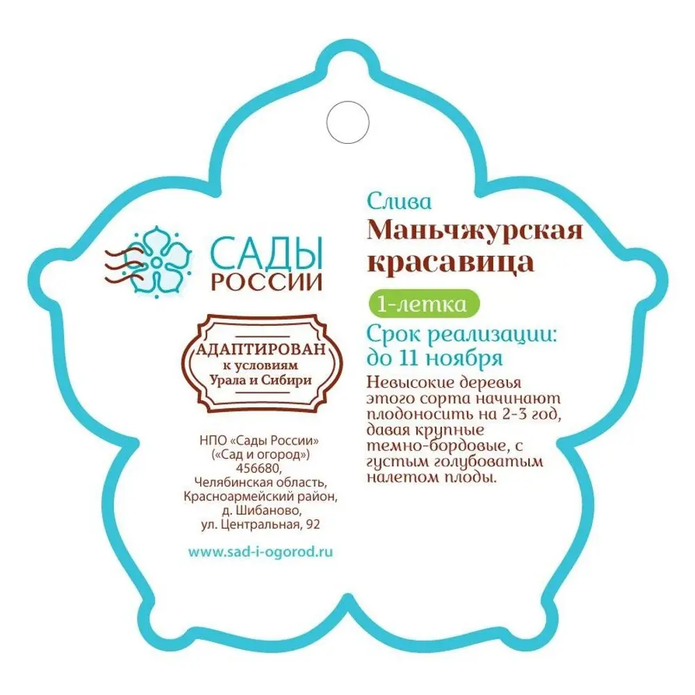 Слива «Маньчжурская красавица» 1 год 12.5x30-50 см 82610450 STLM-2207333 Santreyd  - Вид №1
