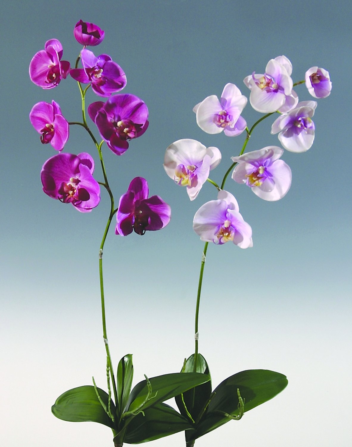 2526 420 a2 Искусственная орхидея Phalaenopsis, 73 см, real touch, вишня H-andreas  - Вид №3