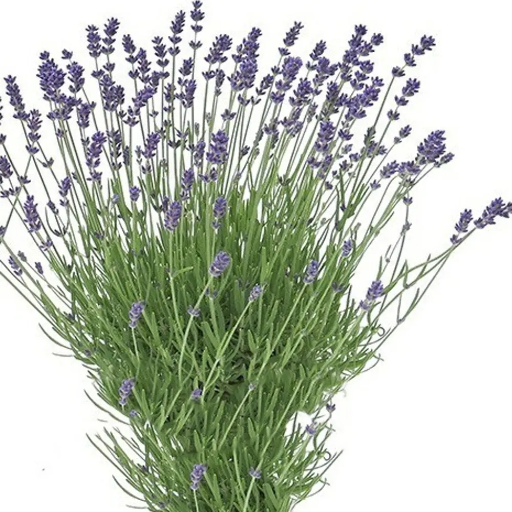 Santreyd Лаванда в горшке — ароматное украшение интерьера 83248600 STLM-0039997 - Вид №3