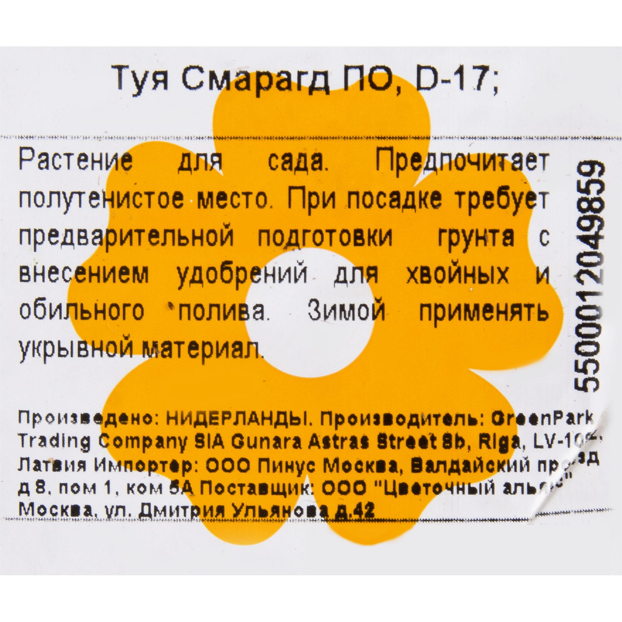 11297153 Туя occ smaragd, D17, H60 Santreyd  - Вид №1