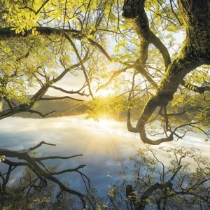 SH080-VD4-Golden-Embrace Фотообои Komar Stefan Hefele 2.5х4 м