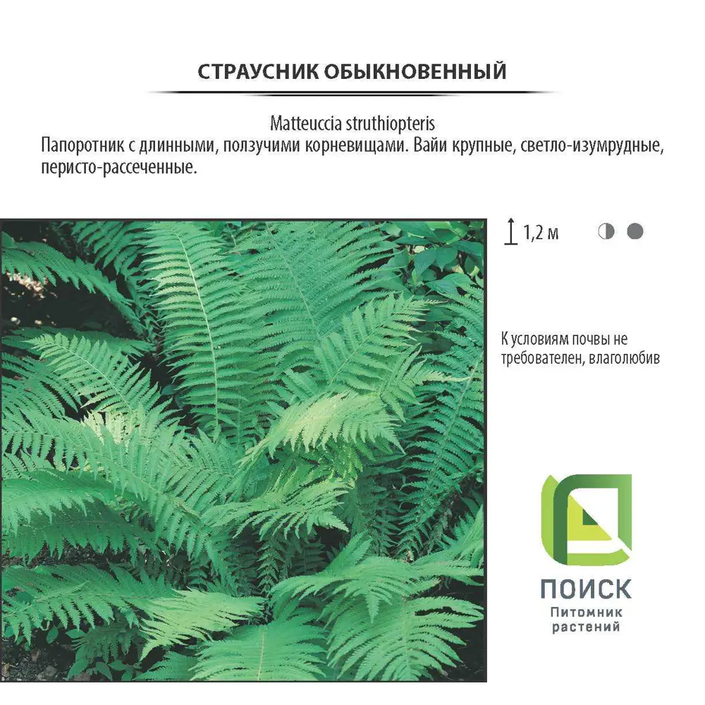 Страусник обыкновенный, контейнер 2 л 81968712 STLM-2187506 Santreyd  - Вид №1