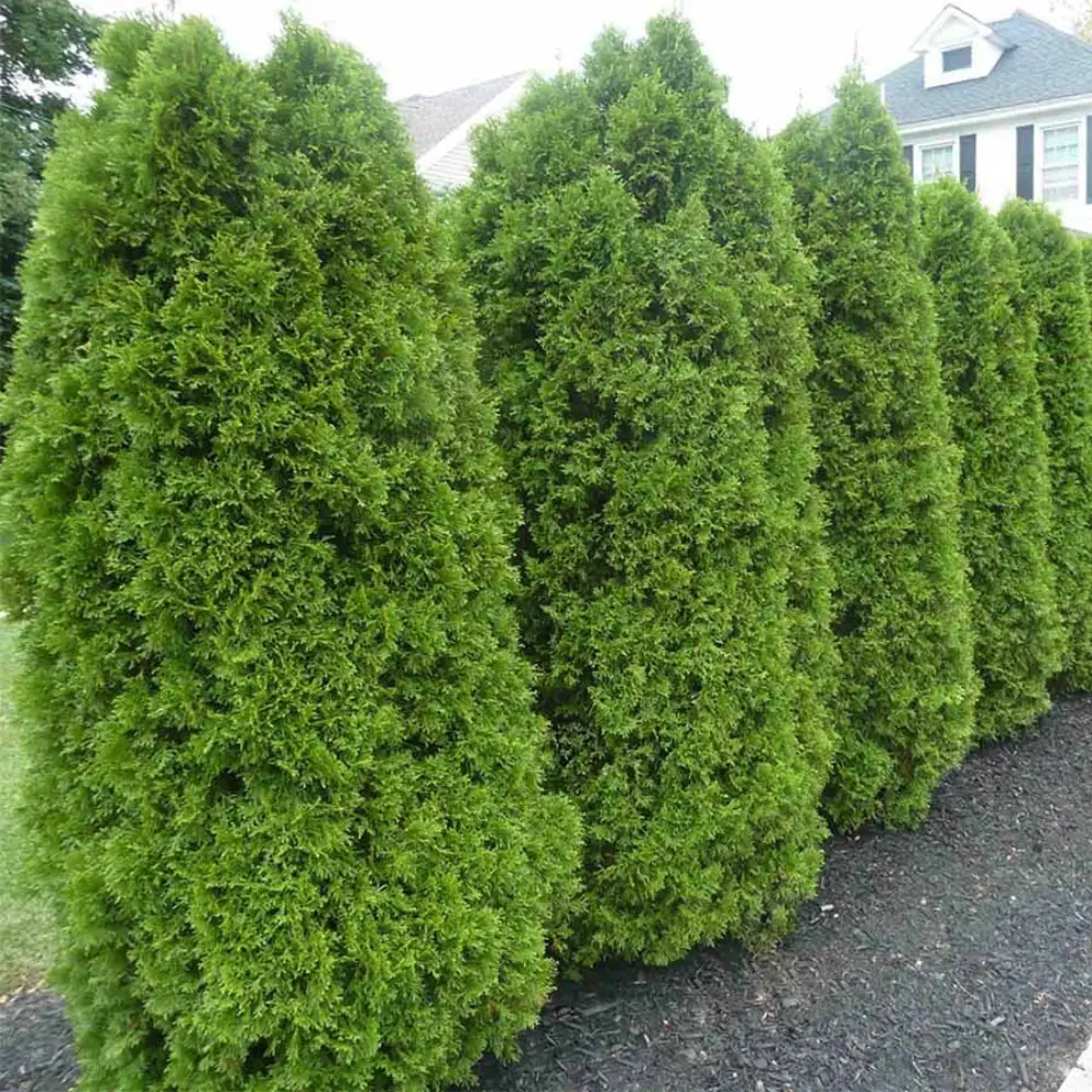 Туя западная Брабант ø40 h120 - 140 см 89465442 STLM-2134914 PLANTMARKET 