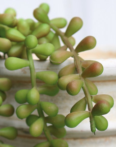 6051 849 a3 Искусственный суккулент, свисающий, 40 см, зелено-бордовый H-andreas