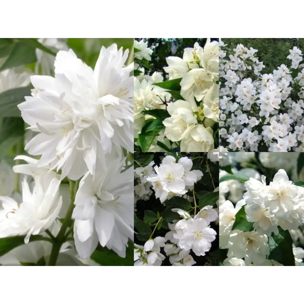 Чубушник микс h20 см 89406852 STLM-2003108 Santreyd 