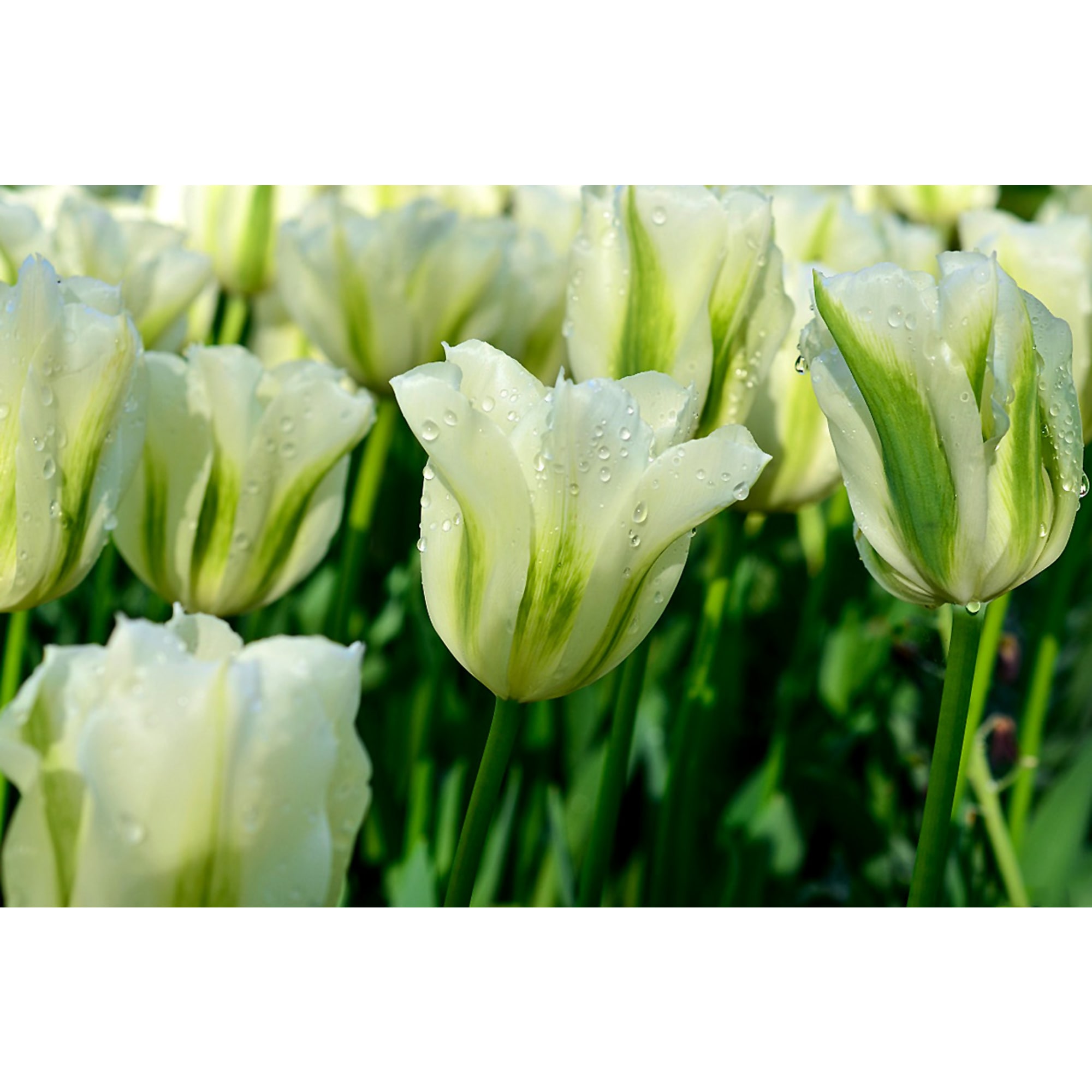 89078443 Тюльпан Фостера Мистери Веллью луковица 12/, 3 шт Santreyd 