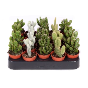 Santreyd Опунция — кактус с уникальным характером для вашего интерьера 89390766