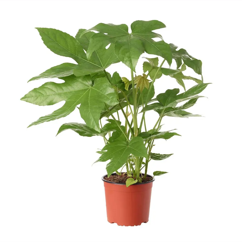 Фатсия японская Santreyd — комнатный каштан с резной листвой 89352942 STLM-0966621