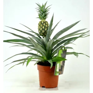 Ананас Вариегата Santreyd ø12 h45 см - комнатное растение с декоративной листвой 89373480