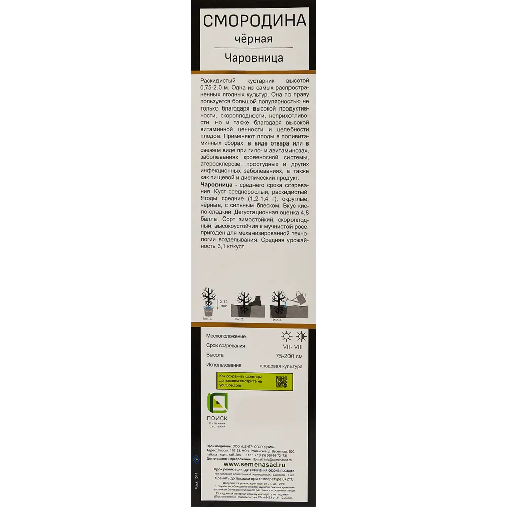 Смородина черная Чаровница h35 см 89353406 STLM-2187739 Santreyd  - Вид №3
