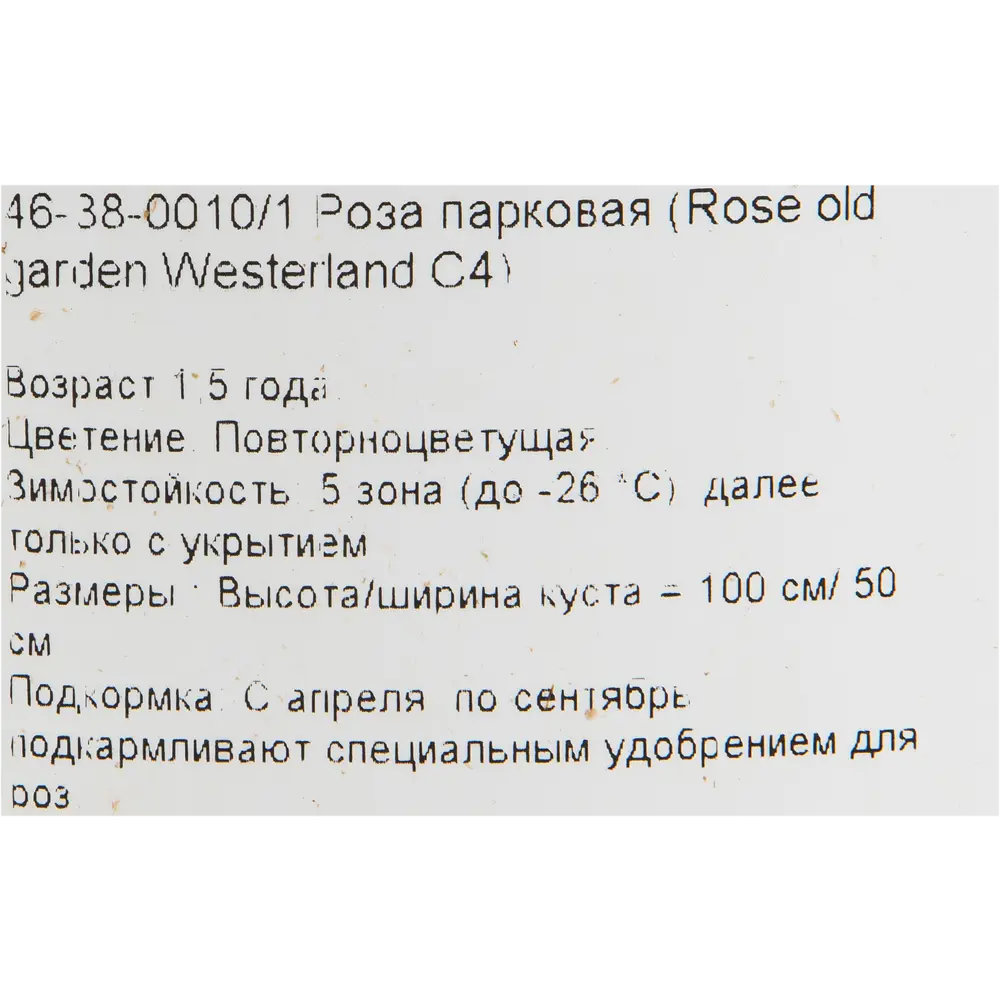 Роза парковая «Вестерленд» 19x55 см PLANTMARKET STLM-2111540 - Вид №2