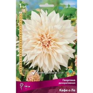 Георгина декоративная Кафе о Ле луковица I 83593785 STLM-2099304