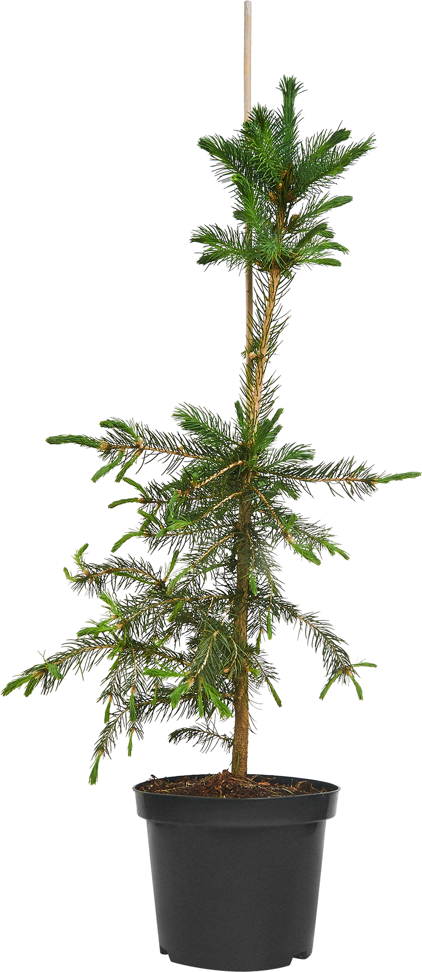 Ель сербская Santreyd - изящное хвойное украшение для сада 87718641 STLM-0075323