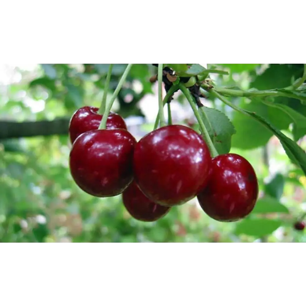 Вишня Тургеневская ø19 h120 см 84406546 STLM-2072993 PLANTMARKET 